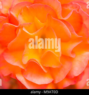 Eine Makroaufnahme eines Begonia Pflanzen blühen. Stockfoto