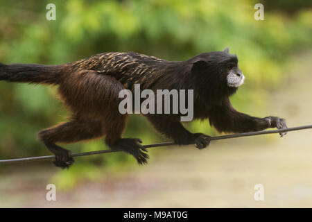 Ein saddleback Tamarin (Saguinus fuscicollis) aus Peru, diese kleine Affen oft gesehen werden, die sich in Gruppen durch die Bäume. Stockfoto