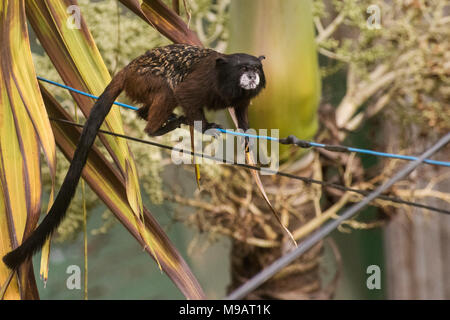 Ein saddleback Tamarin (Saguinus fuscicollis) aus Peru, diese kleine Affen oft gesehen werden, die sich in Gruppen durch die Bäume. Stockfoto