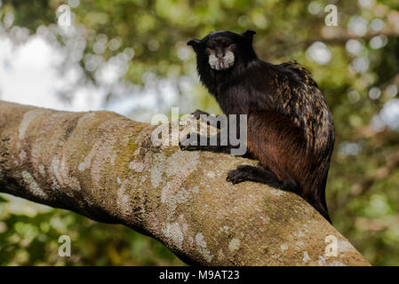 Ein saddleback Tamarin (Saguinus fuscicollis) aus Peru, diese kleine Affen oft gesehen werden, die sich in Gruppen durch die Bäume. Stockfoto