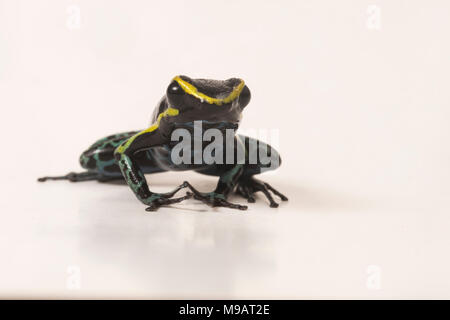 Der himmel Blauer Pfeilgiftfrosch (Hyloxalus azureiventris) ist ein sehr selten auftretenden Arten nur in einem kleinen Teil von Peru gefunden. Als stark gefährdet aufgeführt. Stockfoto