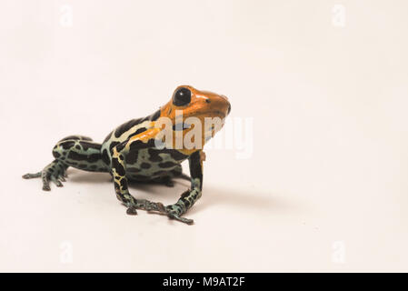 Eine rote Pfeilgiftfrosch vorangegangen (Ranitomeya fantastica) aus dem Hochland von Peru, Nur in den Bergwäldern, die dort gefunden wurden. Stockfoto