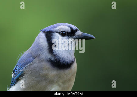 Porträt eines Blue Jay rechts zeigt. Stockfoto