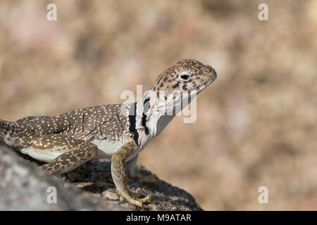 Nahaufnahme einer östlichen collared Lizard in New Mexico, USA Stockfoto