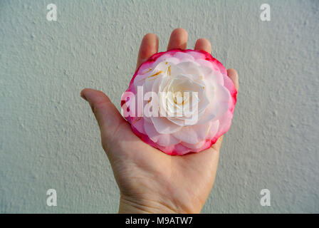 Camelia flower auf einem Palm Stockfoto