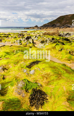 Am Strand von Dollar Cove Algen bei Gunwalloe in Cornwall. Stockfoto