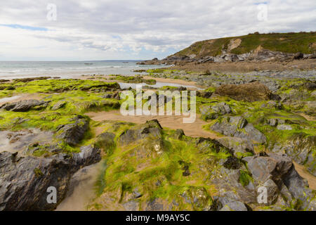 Auf den Felsen Algen bei Dollar Cove Gunwalloe auf die Eidechse, die Küste in Cornwall. Stockfoto