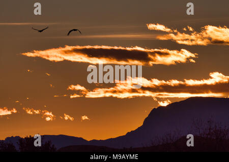 Kanadakraniche (Antigone canadensis) fliegen abends im Bosque Del Apache National Wildlife Refuge auf dem Rio Grande in der Nähe von San Antonio, NM roost Stockfoto