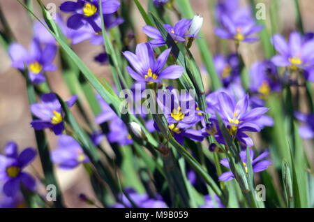 Blau – Eyed grass Stockfoto