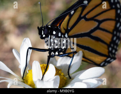 Monarch butterfly Austrocknen ist Flügel nach aufstrebenden von chrysalis Stockfoto