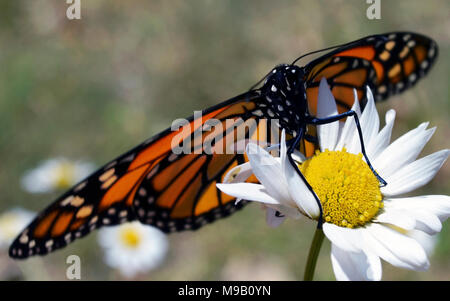 Monarch butterfly nach aufstrebenden von chrysalis Stockfoto