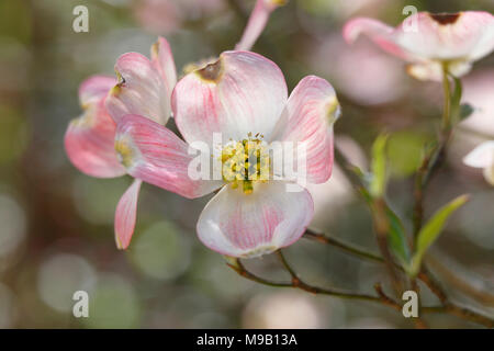 Cornus Florida - hartriegel - April Stockfoto