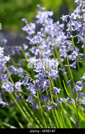 Hyacinthoides hispanica - Spanisch Bluebell - April Stockfoto