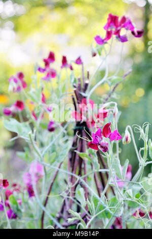 Lathyrus Odoratus - Sweet Pea - Klettern auf einem Gitter aus Zweigen, August Stockfoto