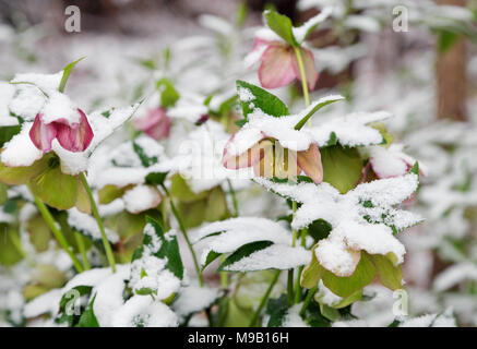 Helleborus - Lanten Rose im Schnee Stockfoto