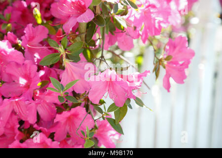 Rhododendron und Azalea mit weissen Lattenzaun Stockfoto