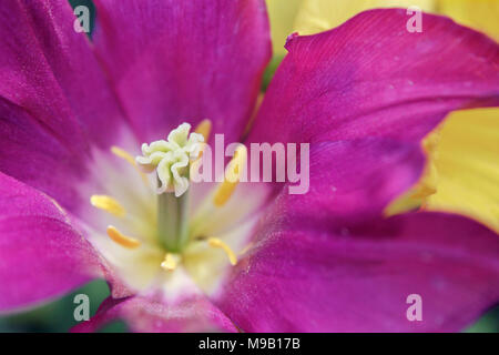 Tulipa 'Purple Dream'-Tulip - März Stockfoto