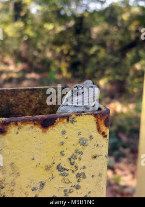 Laubfrosch an Mingo National Wildlife Refuge Stockfoto