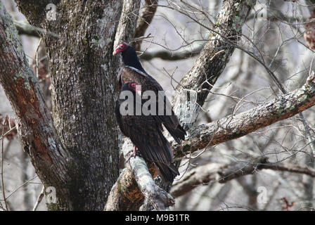 Truthahngeier an Mingo National Wildlife Refuge in Missouri Stockfoto