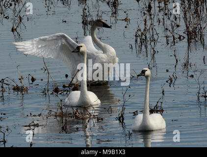 Tundra Schwäne an Shiawassee National Wildlife Refuge Stockfoto