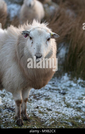 Herdwick-schafe in Noth Wales im Winter bei Sonnenuntergang. Die Schafe haben eine orangefarbene Tönung aufgrund der untergehenden Sonne. Die Schafe werden in Kürze Lamm. Stockfoto