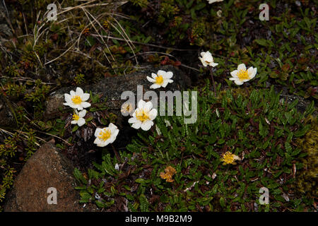 Weiß Dryaden Blüte in der Nähe von Honningsvåg ist die nördlichste Stadt in Norwegen und das Gateway für Touristen zum Nordkap. Stockfoto