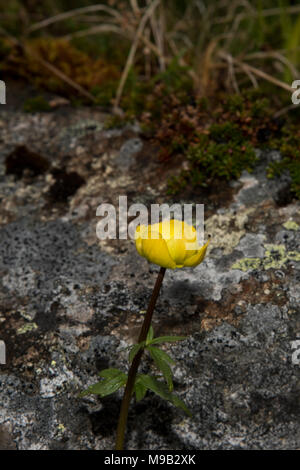 Globeflower Blüte in der Nähe von Honningsvåg ist die nördlichste Stadt in Norwegen und das Gateway für Touristen zum Nordkap. Stockfoto