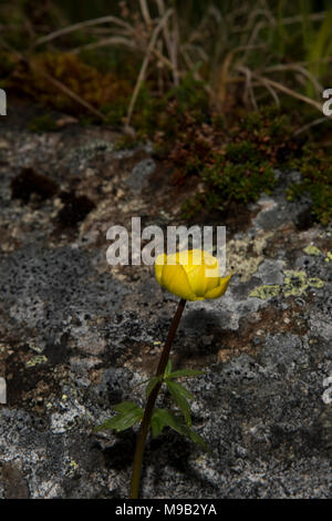 Globeflower Blüte in der Nähe von Honningsvåg ist die nördlichste Stadt in Norwegen und das Gateway für Touristen zum Nordkap. Stockfoto