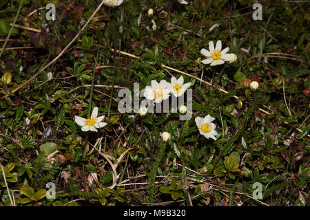 Weiß Dryaden Blüte in der Nähe von Honningsvåg ist die nördlichste Stadt in Norwegen und das Gateway für Touristen zum Nordkap. Stockfoto