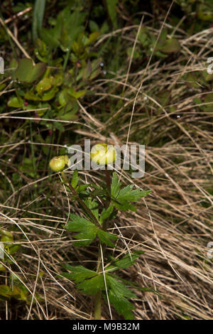 Globeflower Blüte in der Nähe von Honningsvåg ist die nördlichste Stadt in Norwegen und das Gateway für Touristen zum Nordkap. Stockfoto