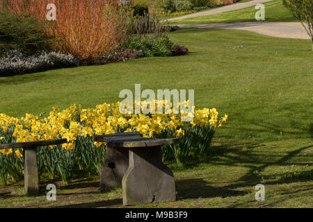 Gelbe Narzissen blühen im Frühling in der Nähe von Holzbänken, RHS Garden, Harlow Carr, Harrogate, North Yorkshire, England. Stockfoto