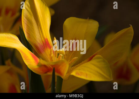 Hell gefärbte gelbe und rote Tulpe. Stockfoto