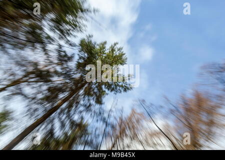 Ein zoom Stoß in Richtung der Spitze der Bäume in der Gwydyr Forest Stockfoto