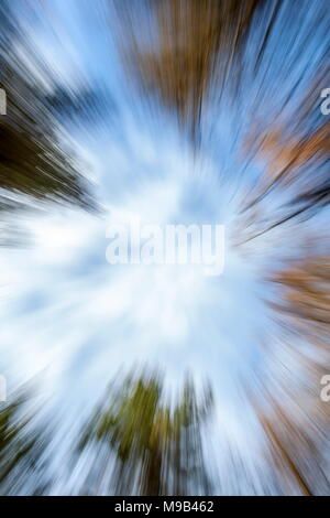 Ein zoom Stoß in Richtung der Spitze der Bäume in der Gwydyr Forest Stockfoto