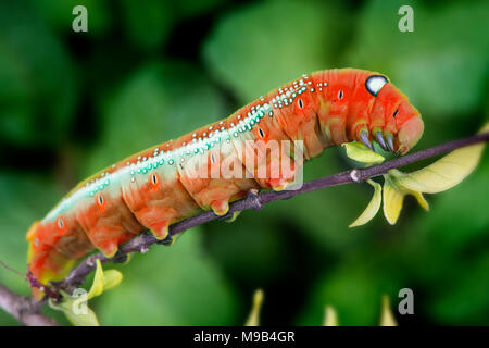 Oleander Hawk Moth Caterpillar klettern auf der Anlage für eatting Blätter Foto mit Outdoor-Beleuchtung. Stockfoto