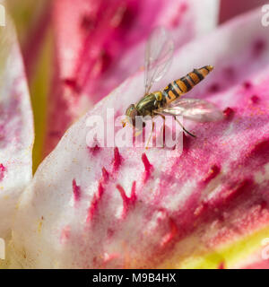 Eine Makroaufnahme eines hoverfly Fütterung mit orientalischen Lily. Stockfoto