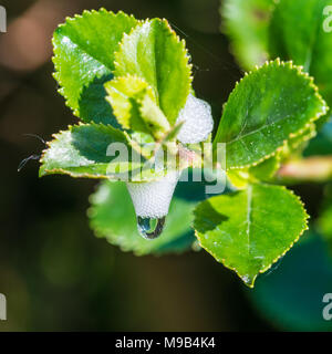 Ein Makro geschossen von weißer Schaum wie Substanz durch die Nymphe des froghopper Insekt erstellt. Stockfoto