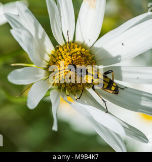 Eine Makroaufnahme eines Longhorn Beetle auf ein Ochse eye Daisy sitzen. Stockfoto