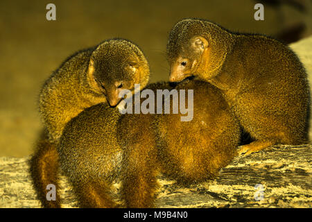 Dwarf Mongoose (Helogale parvula) Familie kuscheln Stockfoto