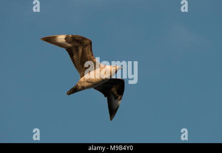 Eine südliche Polare Skua (Eulen maccormicki) fliegt über der Antarktis, gegen den tiefblauen Himmel isoliert Stockfoto