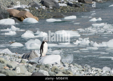 Eine Adelie Penguin (Pygoscelis adeliae) steht auf einem Felsen in der Antarktis Stockfoto