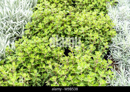 Kräuter in der Küche, Oregano und Cury pflanze Helichrysum italicum Stockfoto