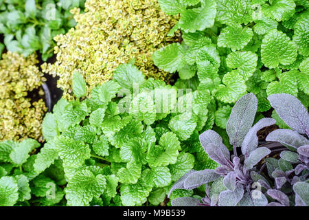 Gemischte mediterrane Kräuter mit violettem Salbei, Salvia officinalis und grüner Zitronenmelisse, Melissa officinalis, für den Anbau kulinarischer Kräuter im Kitchen Garden Stockfoto
