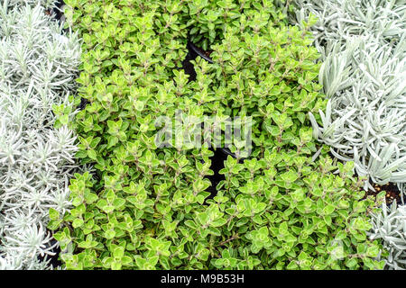 Kräuter in die Küche, Oregano und Kurie Pflanze Helichrysum italicum gemischte Kräuter Stockfoto