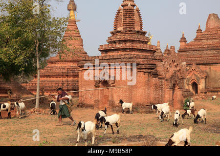 Myanmar, Birma, Bagan, Tempel, Ziegen der Herde, Stockfoto