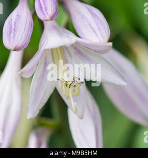 Eine Makroaufnahme der Blüten einer Hosta minuteman Anlage. Stockfoto