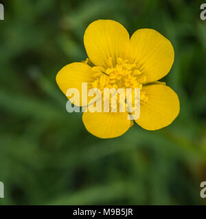 Eine Makroaufnahme eines kleinen Buttercup. Stockfoto