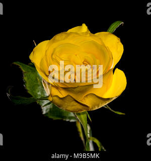 Eine Makroaufnahme eines einzigen gelbe Rose auf schwarzem Hintergrund. Stockfoto