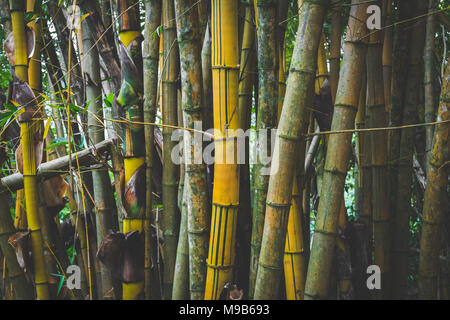 Bamboo stem Hintergrund im Dschungel Wald - Regenwald - Hintergrund Stockfoto