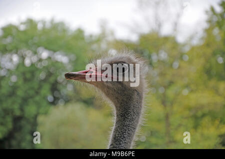 Kopf eines Straußes Stockfoto